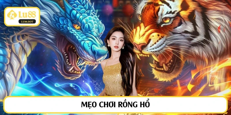 meo chơi rồng hổ